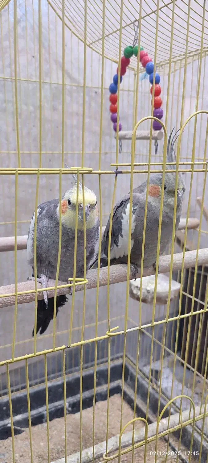 عروس هلندی های نر و ماده همه بالغ بالای دوسال|پرنده|بابل, |دیوار