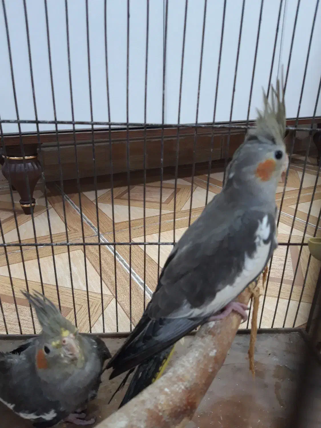 عروس هلندی ۵ ماهه|پرنده|لاهیجان, کوی آزادگان|دیوار