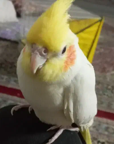 عروس هلندی فول دستی|پرنده|تربت جام, معدآباد|دیوار