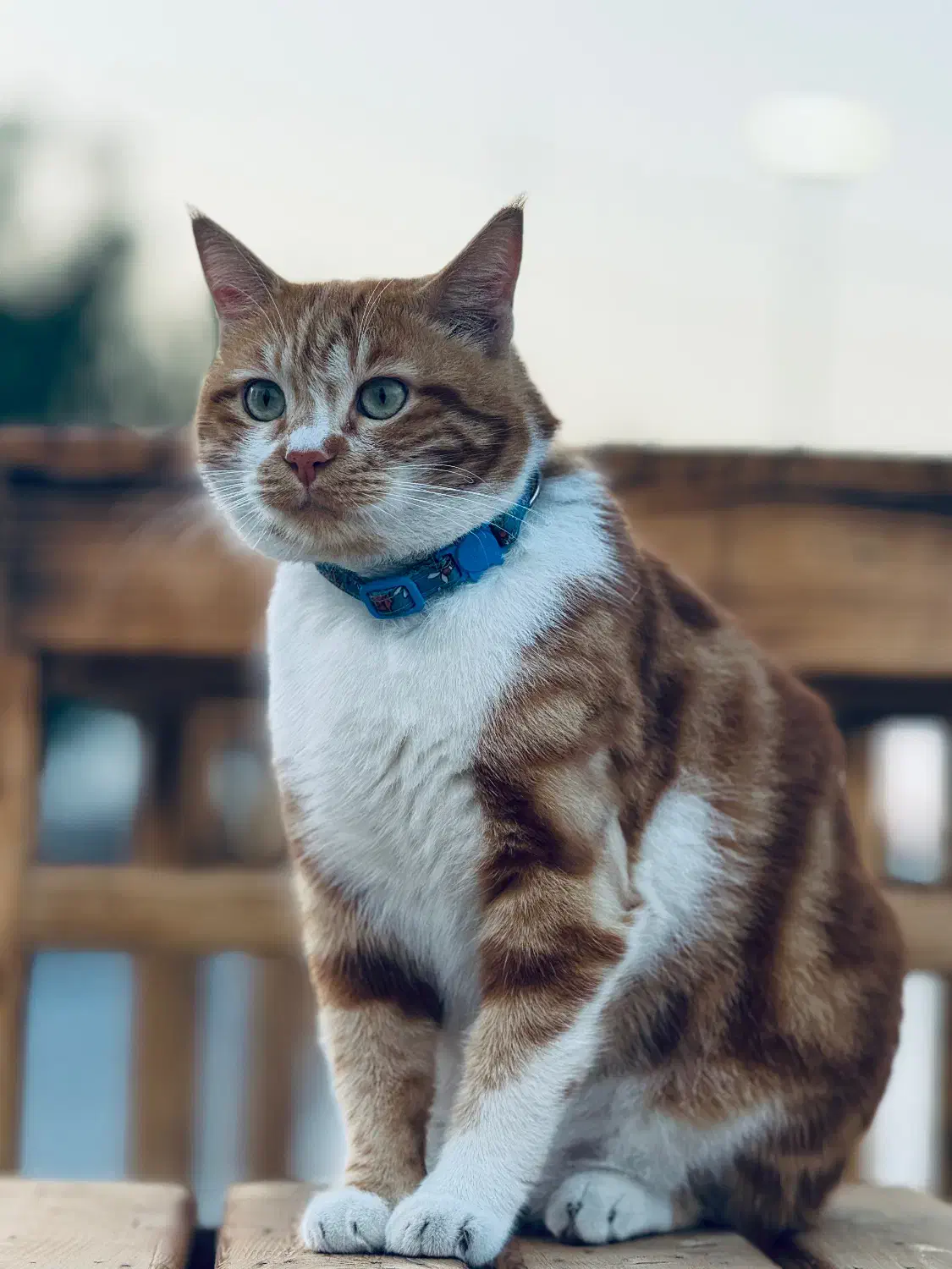 گربه نارنجی سفید دزدیده شده|حیوانات|قشم, |دیوار