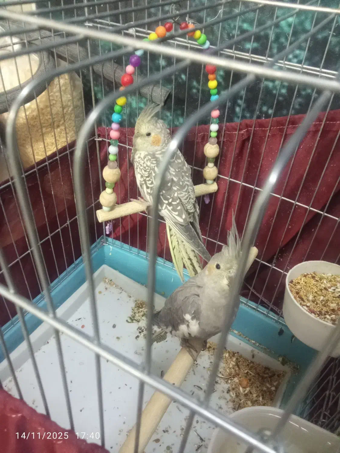 سه تا جوجه عروس هلندی دون خور|پرنده|پاکدشت, پاکدشت (مامازند)|دیوار