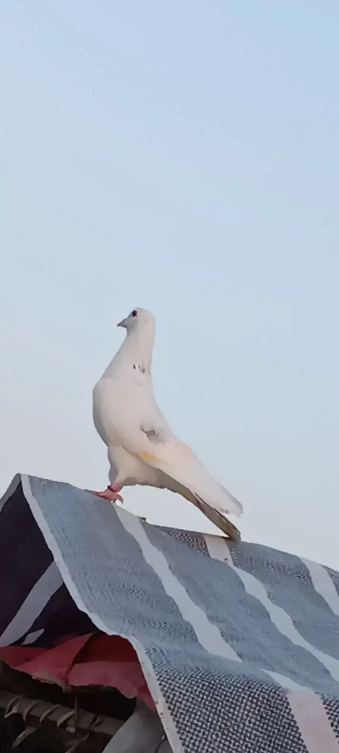 کبوتر گمشده|پرنده|سرخنکلاته, |دیوار