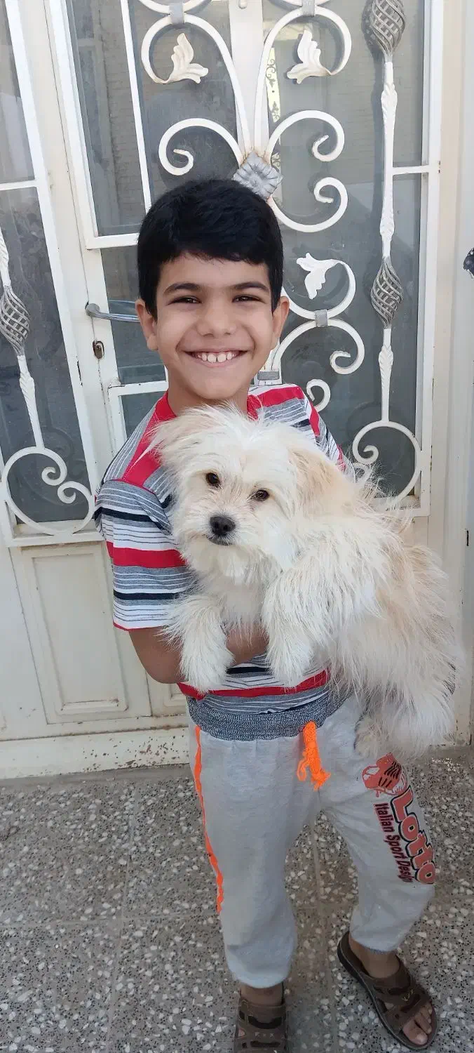 فروش و واگذاری فوری|سگ|یزد, |دیوار