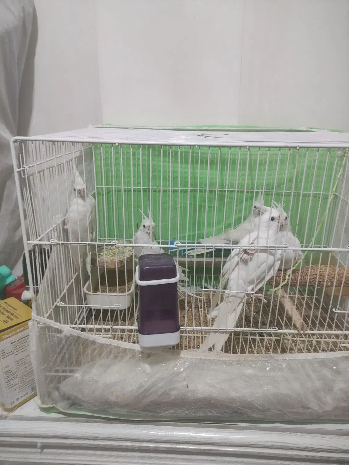 عروس هلندی البینو|پرنده|مشهد, کشف|دیوار