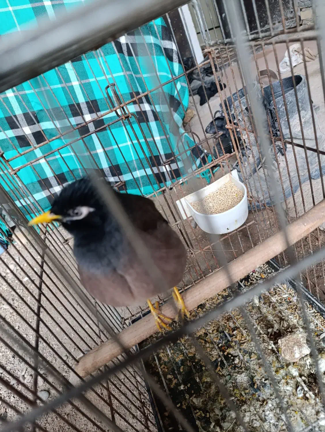 مرغ مینا عروس هلندی|پرنده|دزفول, |دیوار