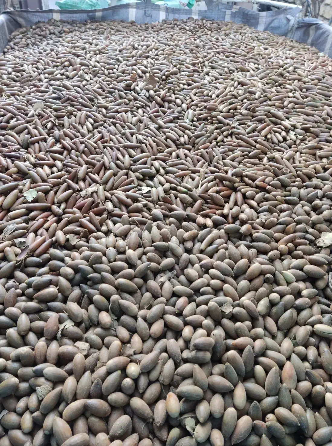 بلوط|لوازم جانبی حیوانات|شیراز, کوشک میدان|دیوار