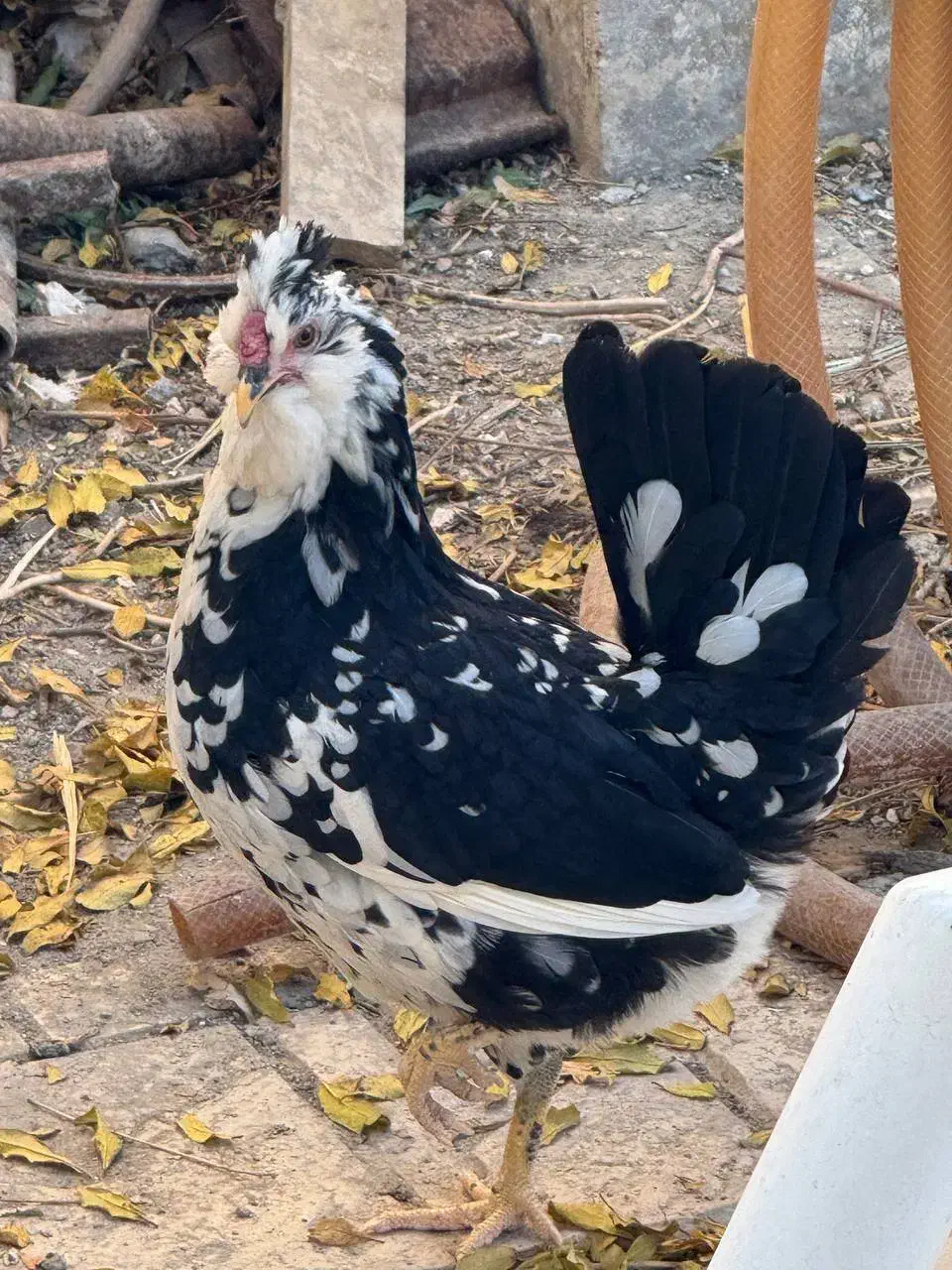 مرغ و خروس گلین|حیوانات مزرعه|ماهدشت, |دیوار