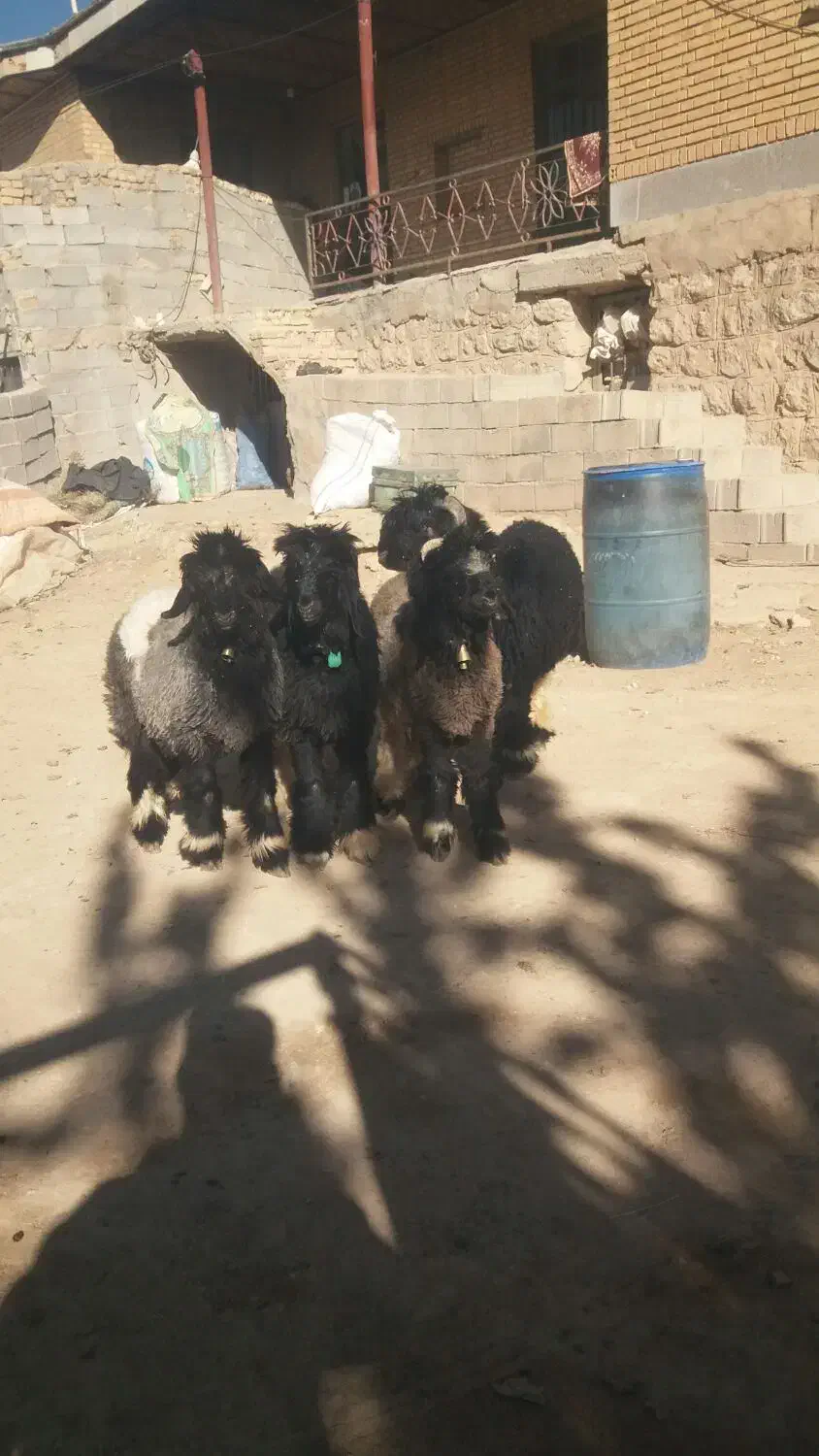 میش  قوچ بره تخمی ترکی اصل|حیوانات مزرعه|کوهرنگ, |دیوار