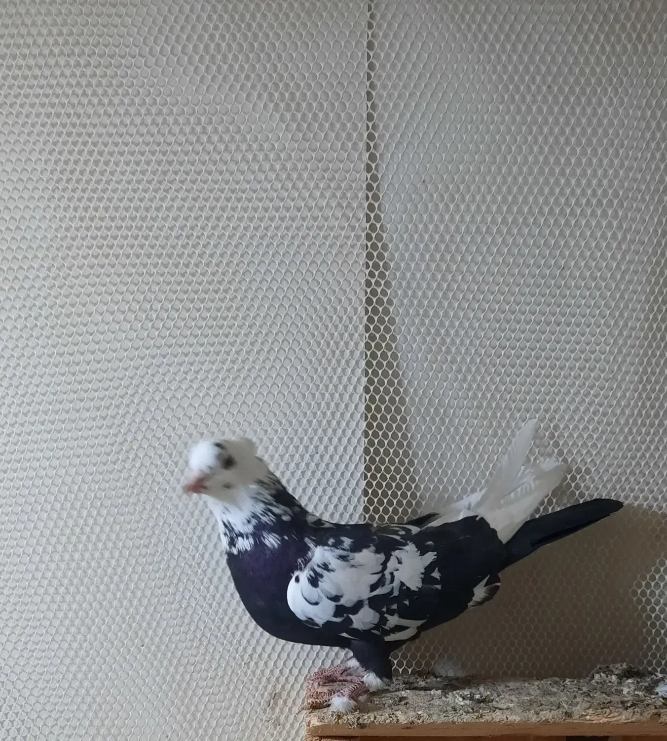 کبوتر|پرنده|شوط, |دیوار