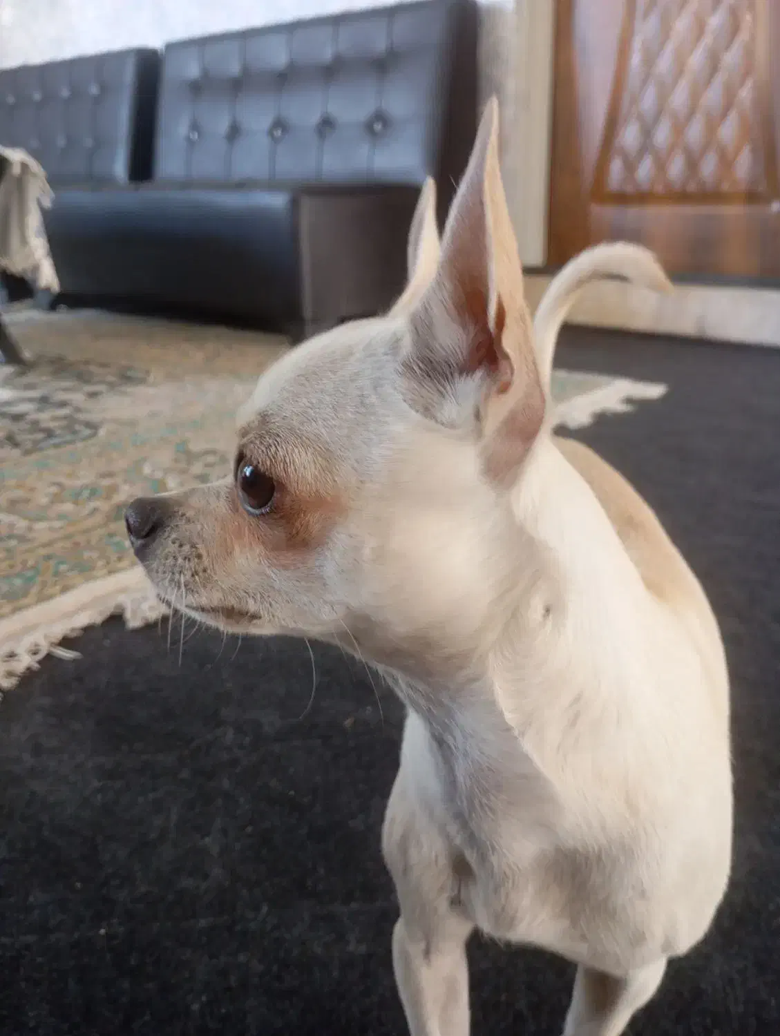 واگذاری سگ شیواوا|سگ|ماهدشت, |دیوار