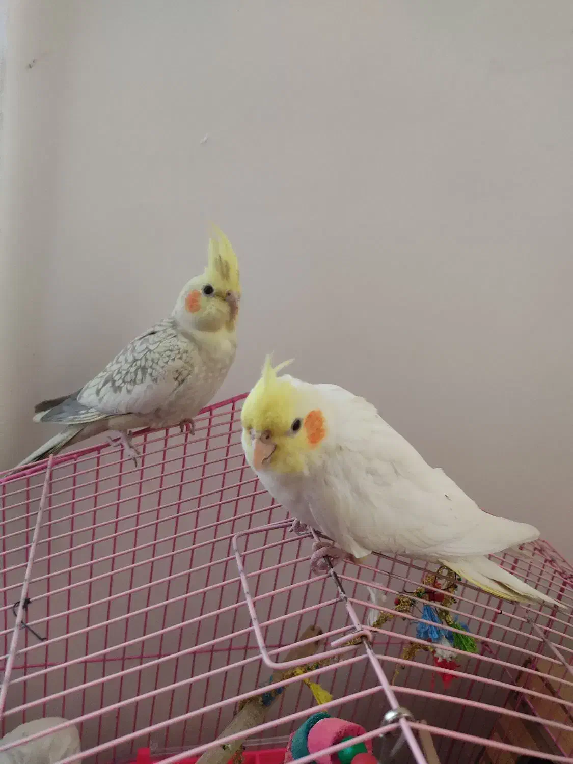 عروس هلندی|پرنده|پیرانشهر, |دیوار