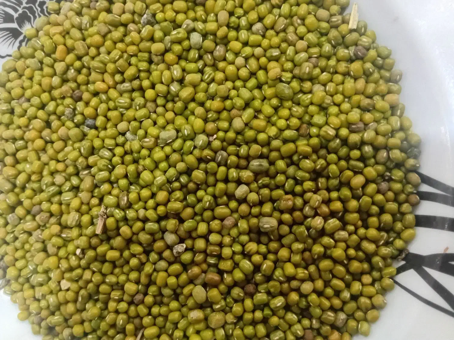 ماش عمرانی تمیز|خوردنی و آشامیدنی|باوی, |دیوار