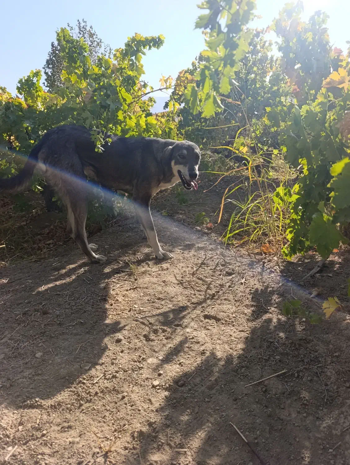 پژدر|سگ|دینور, |دیوار