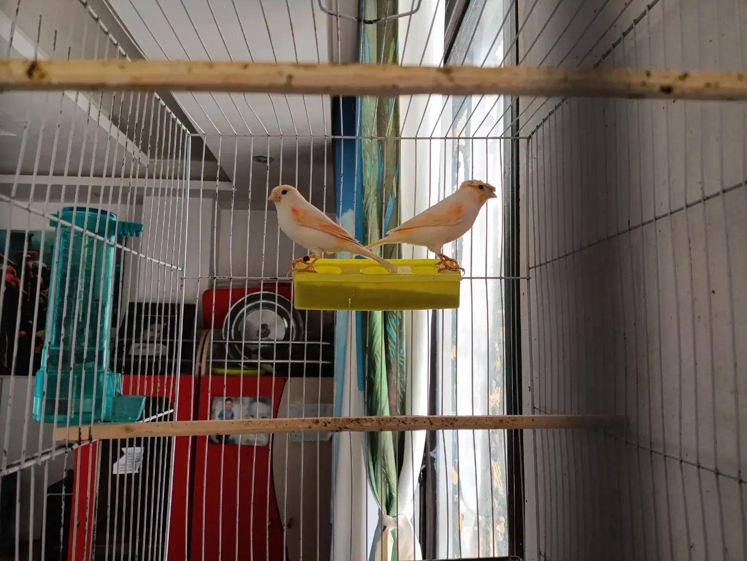 یک جفت قناری موزاییکی|پرنده|فردیس, فردیس|دیوار