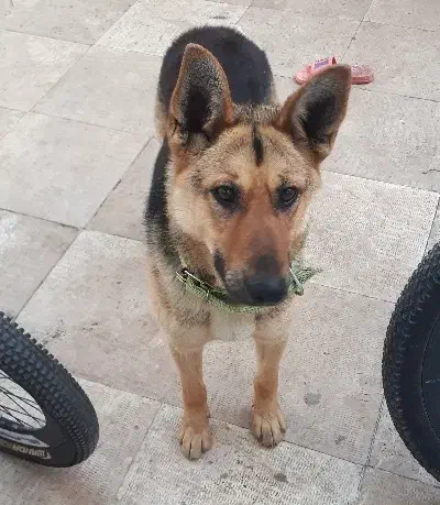 گرگی|سگ|سرعین, |دیوار