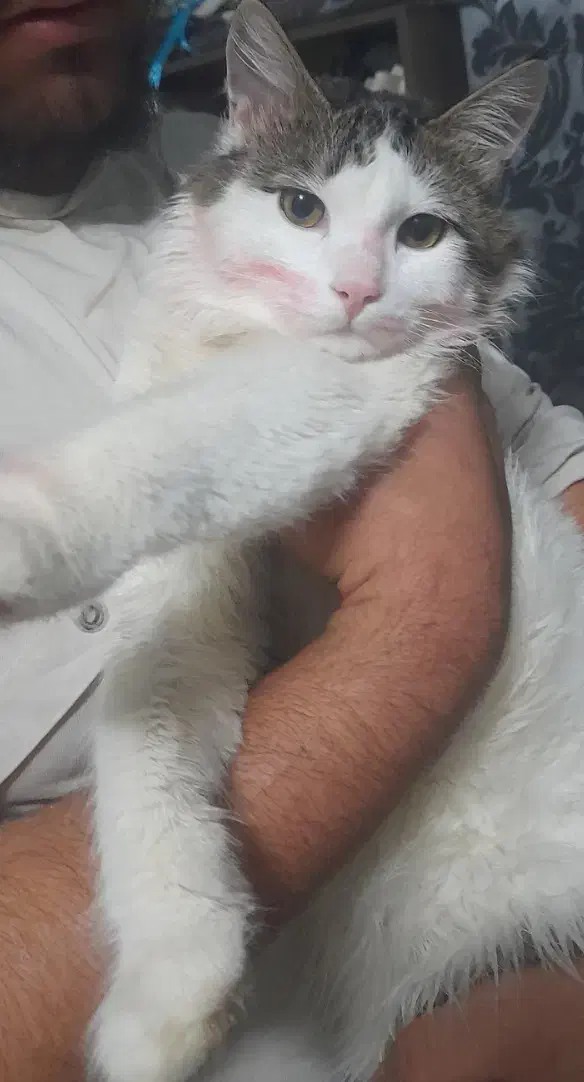 گربه ام گمشده حالم خوب نیست  ب یابنده مژدگانی میدم|حیوانات|نیشابور, شهرک بهداری|دیوار