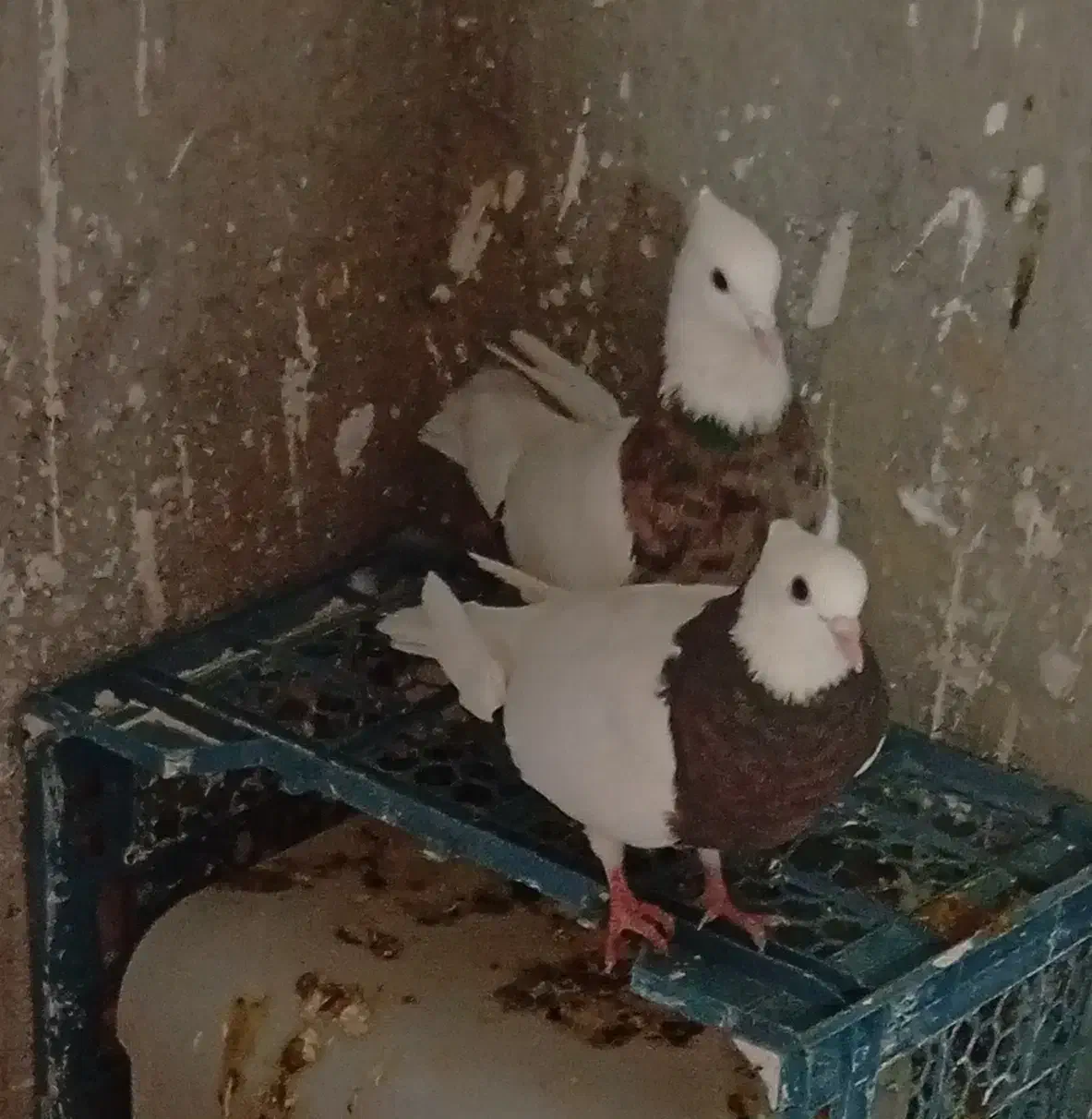 طوقی|پرنده|بهبهان, |دیوار