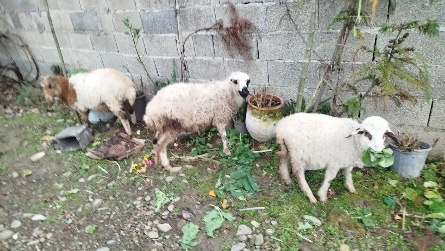 ۳عددگوسفند|حیوانات مزرعه|ماسال, |دیوار