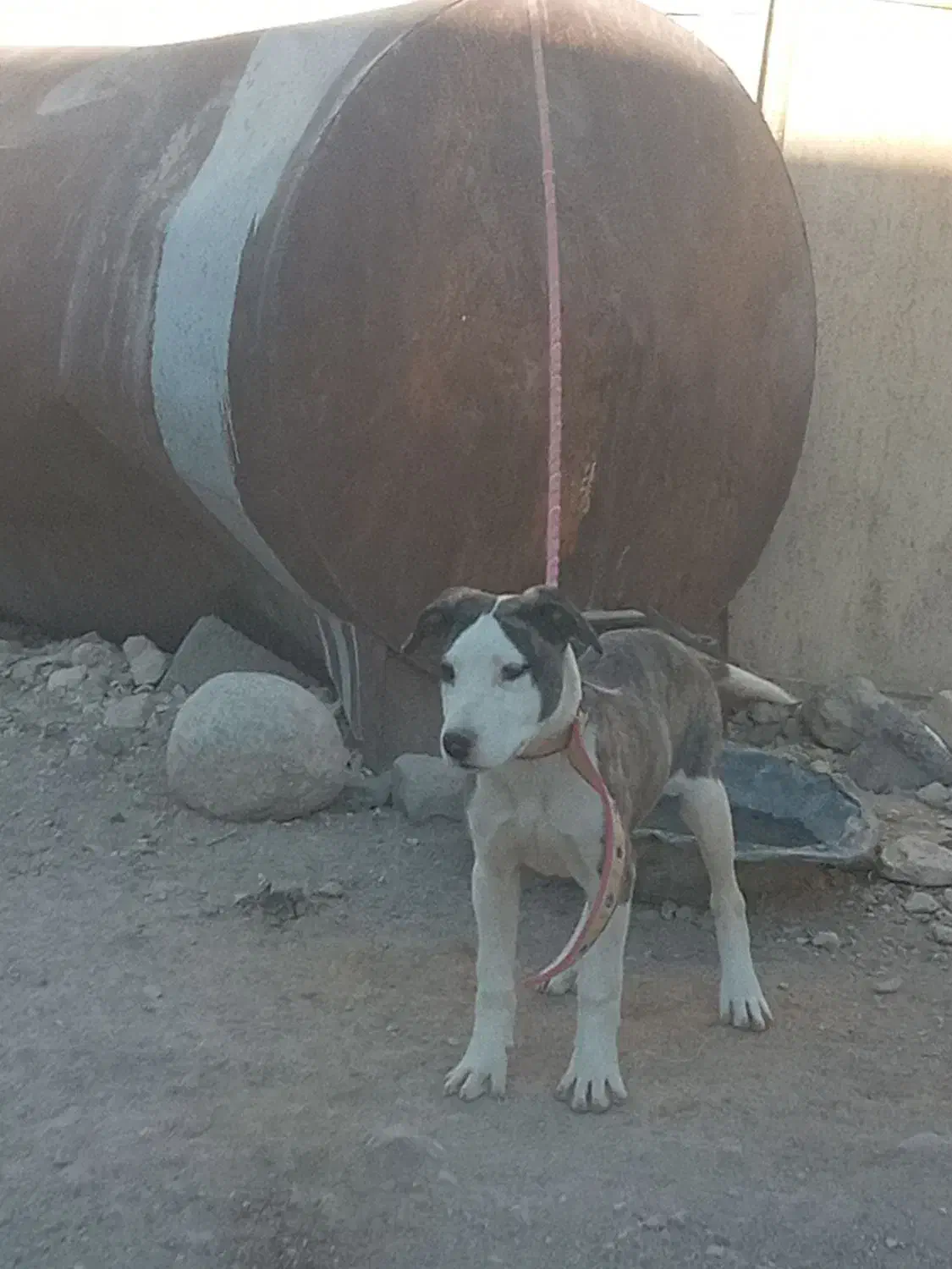 توله  ۴ ماهه|سگ|قروه, |دیوار