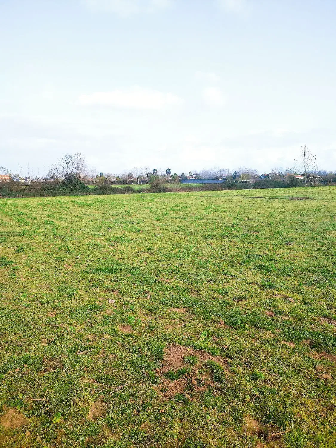 فروش زمین8000متری مناسب برای باغ کیوی|فروش زمین و ملک کلنگی|کیاشهر, |دیوار