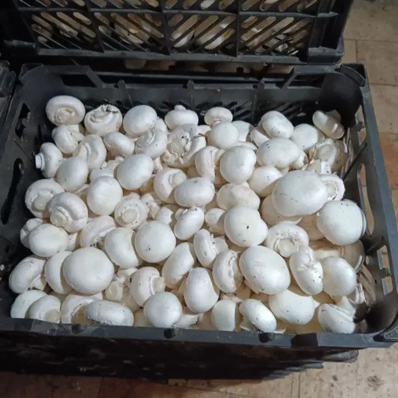 قارچ|خوردنی و آشامیدنی|تهران, شهرک دانشگاه|دیوار