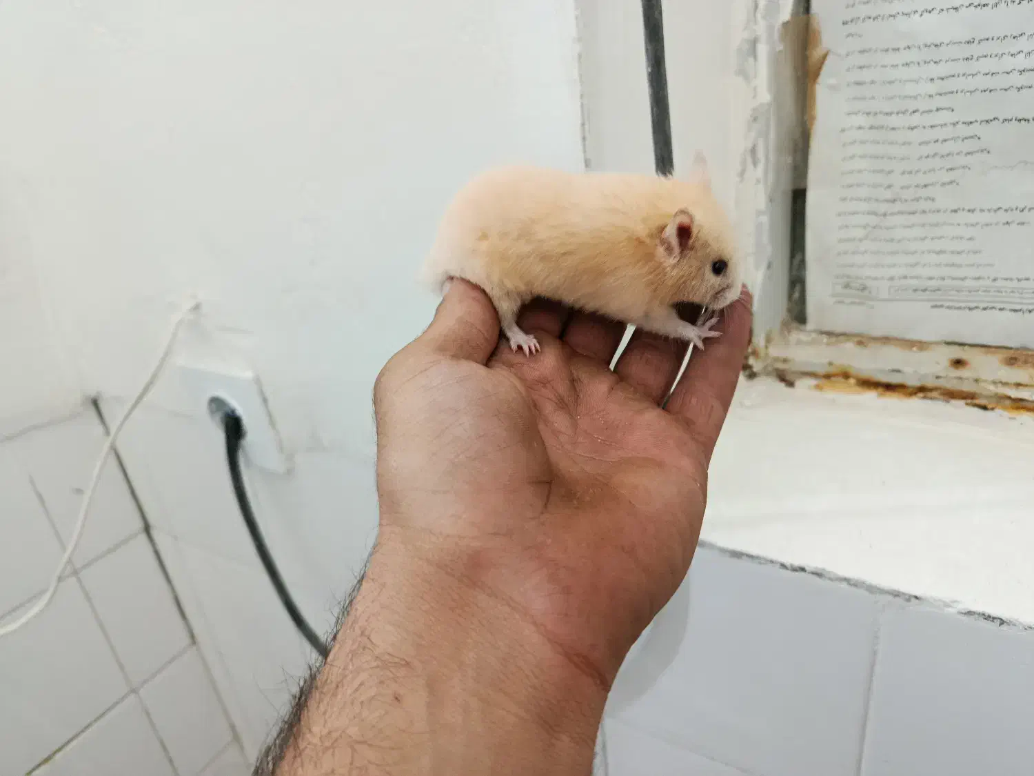 همستر|موش و خرگوش|بافق, |دیوار