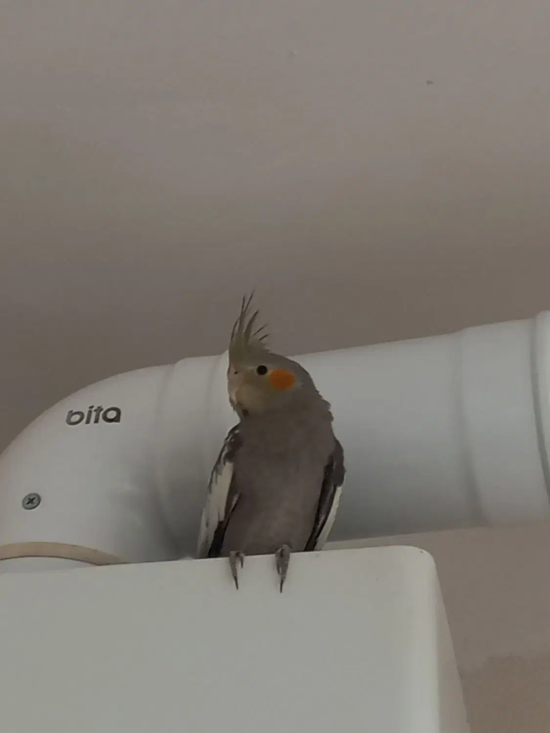 ۳عدد عروس هلندی|پرنده|گرمی, |دیوار