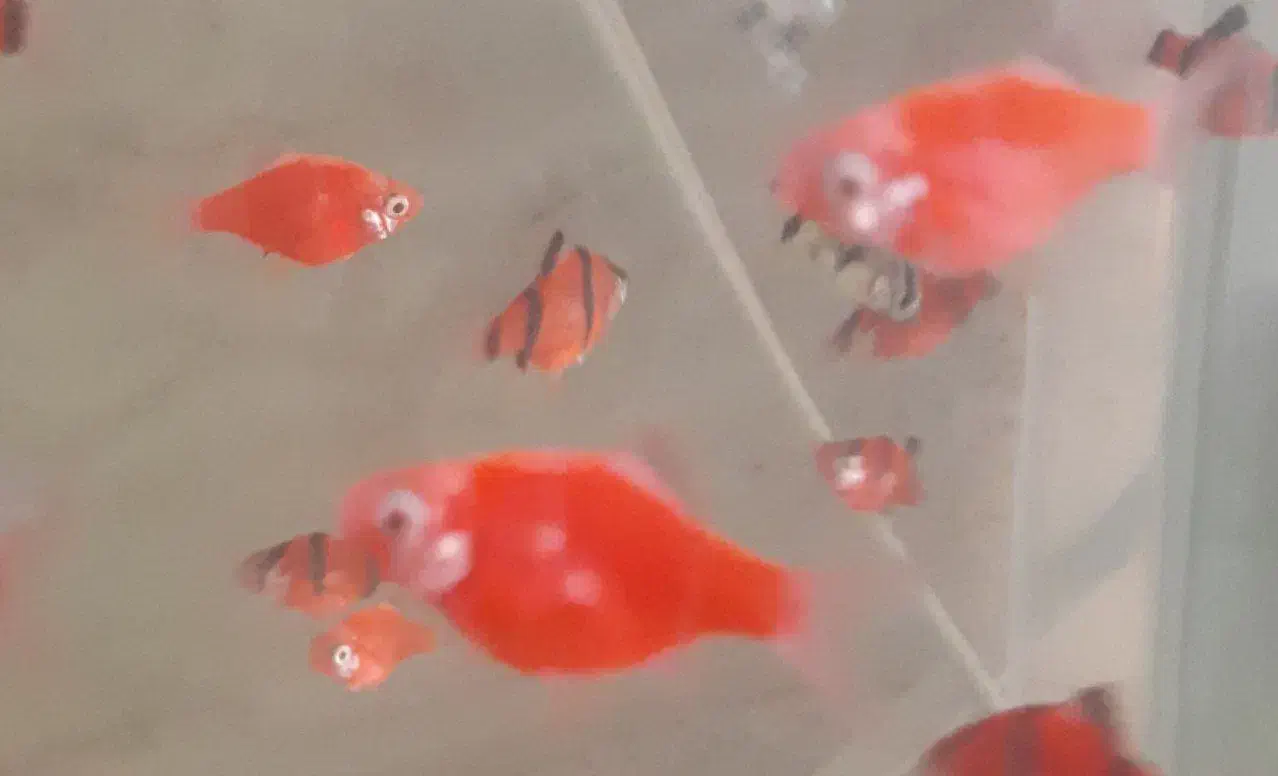 ۳۰ تا تایگر بارب بی خط|ماهی|قم, شاه سید علی|دیوار