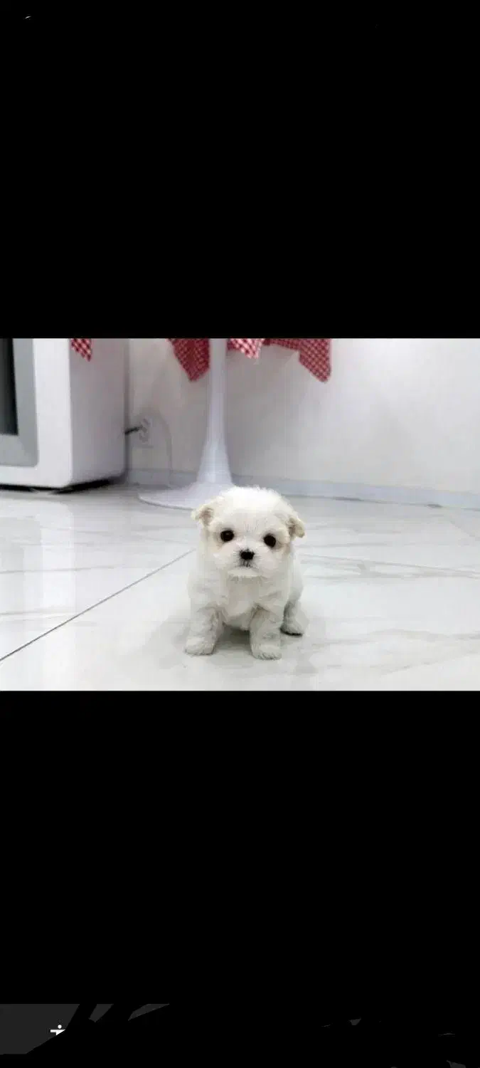 کوچولوهای ریزه میزه|سگ|کرمان, |دیوار