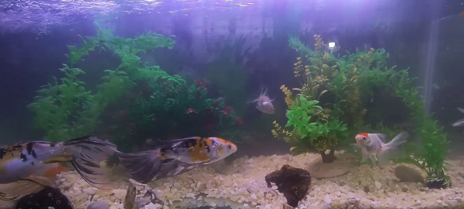 آکواریوم با تمام لوازم|ماهی|مشهد, گاز|دیوار