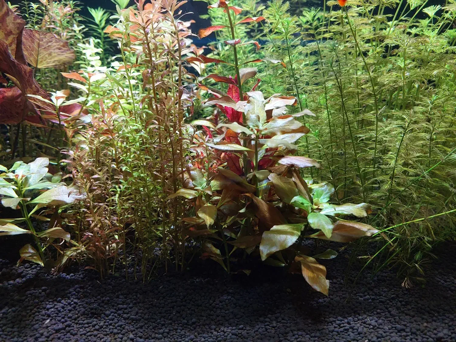 فروش آکواریوم پلنت کامل و حرفه ای|ماهی|تبریز, |دیوار