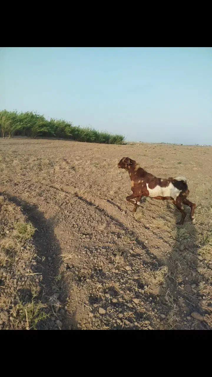 تکه فروشی|حیوانات مزرعه|گنبد کاووس, |دیوار