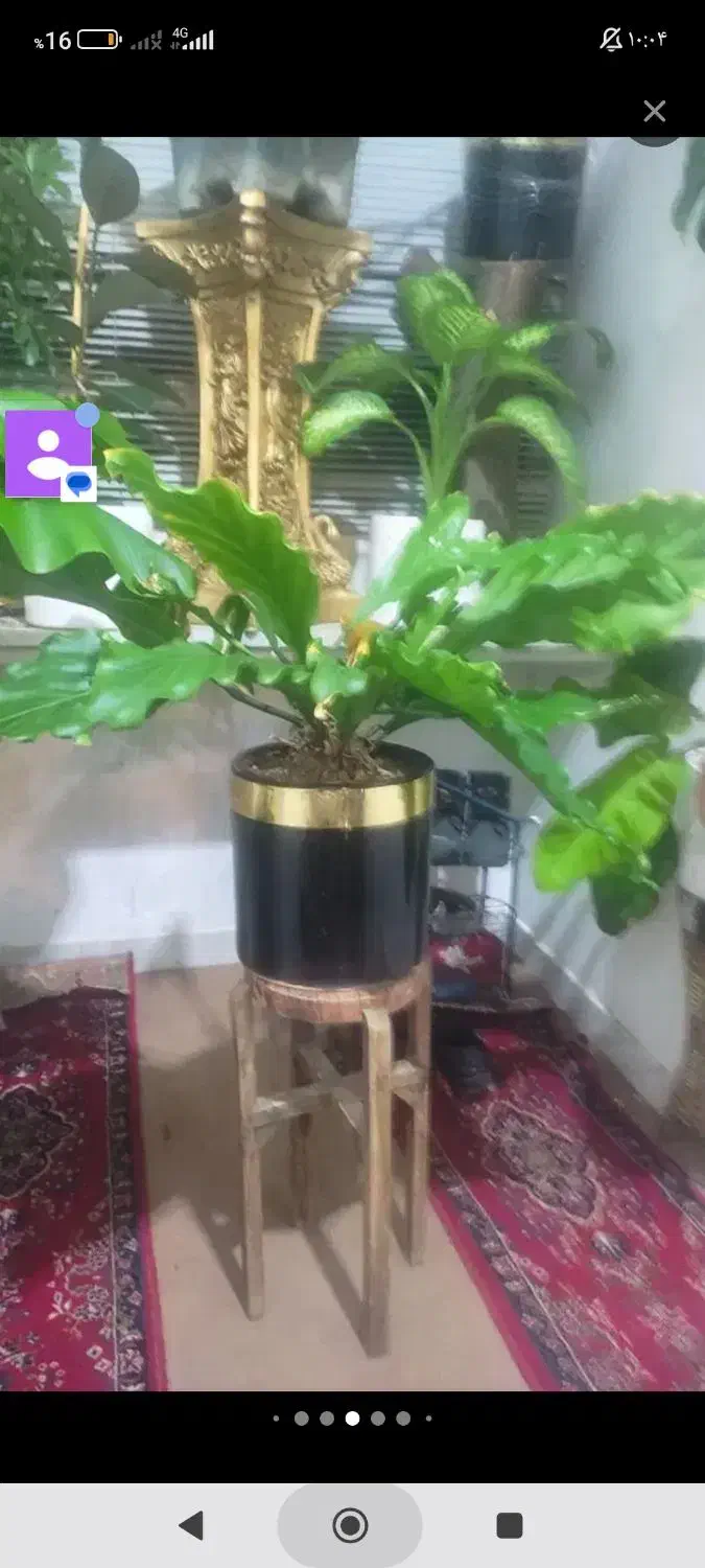 گل و گیاه|گل و گیاه طبیعی|قم, باجک یک|دیوار