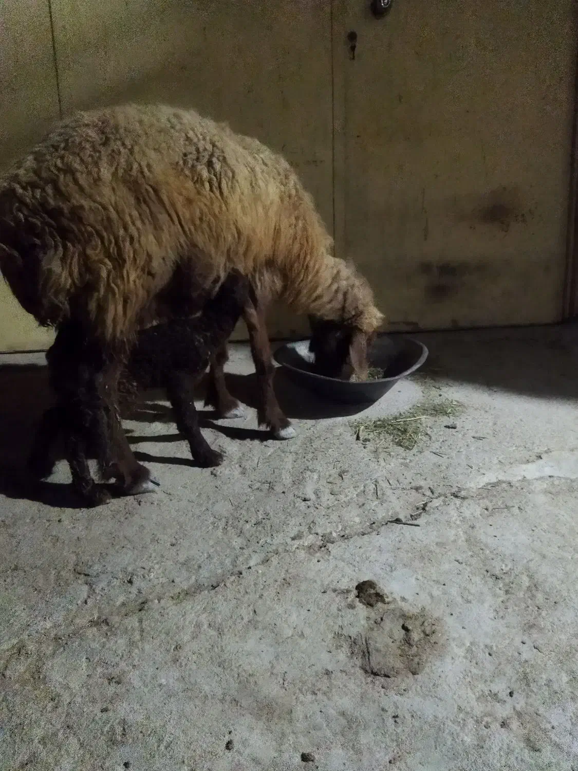 میش بره دار|حیوانات مزرعه|آبپخش, |دیوار