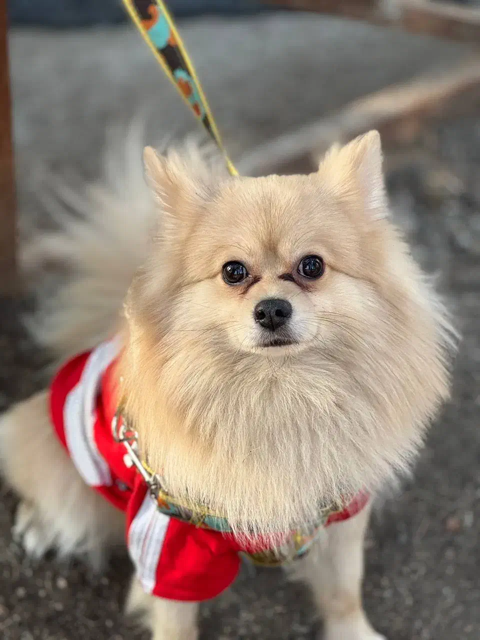 بسیار  مودب. و حرف گوش کن|سگ|پرند, فاز ۶|دیوار