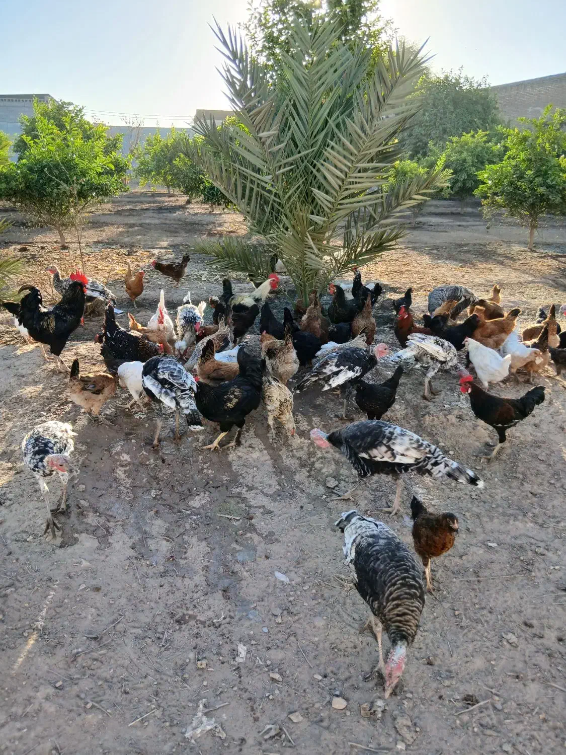 مرغ خروس و بوقلمون|حیوانات مزرعه|دزفول, |دیوار