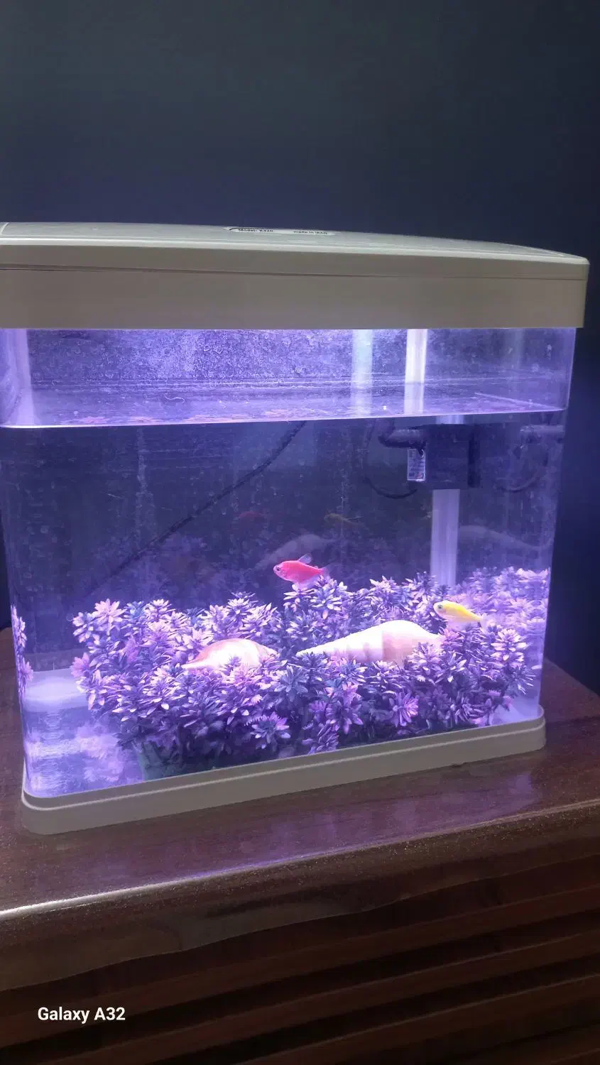 آکواریم دلسا|ماهی|اراک, |دیوار