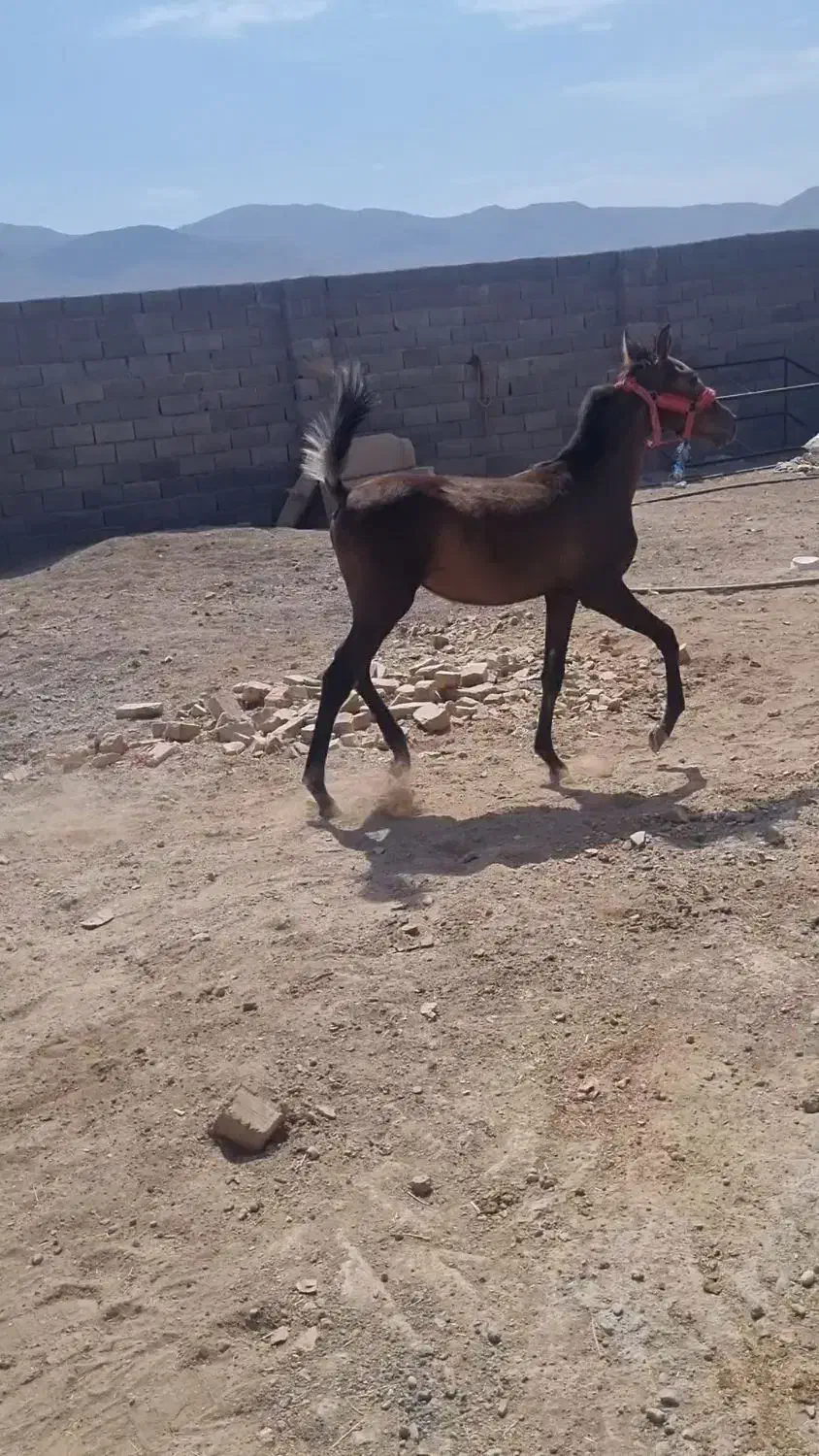 فروش فوری کره مادیون|اسب و تجهیزات اسب‌سواری|تهران, سعادت‌آباد|دیوار