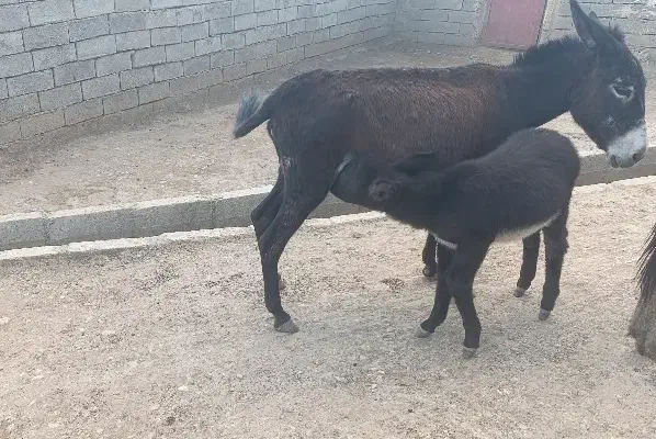 الاغ ماده با کره نر|حیوانات مزرعه|فیروزآباد (لرستان), |دیوار