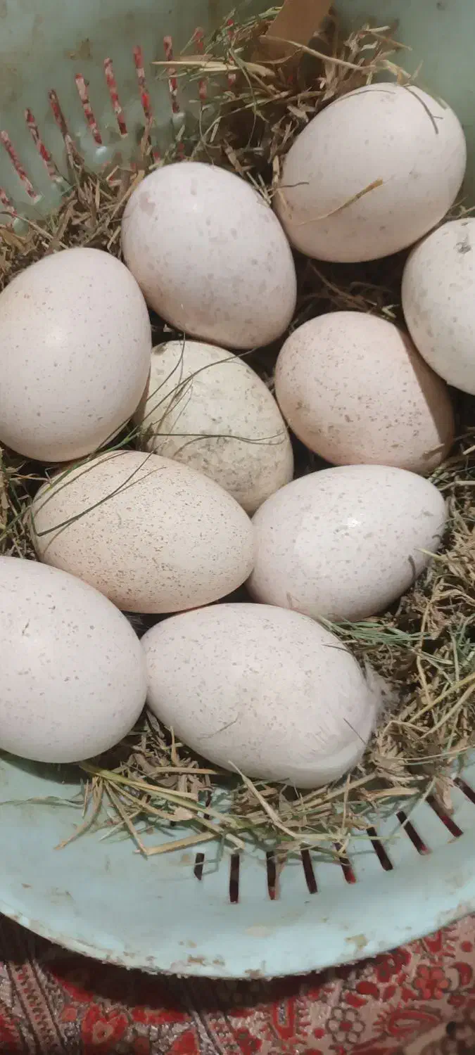 تخم بوقلمون مرینوستهداد|حیوانات مزرعه|کرباسک, |دیوار