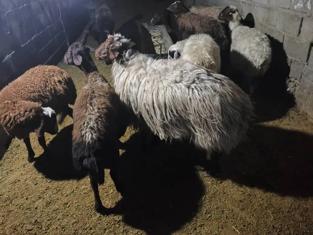 قوچ سرحال تخمی و برندیل با بره|حیوانات مزرعه|لردگان, |دیوار