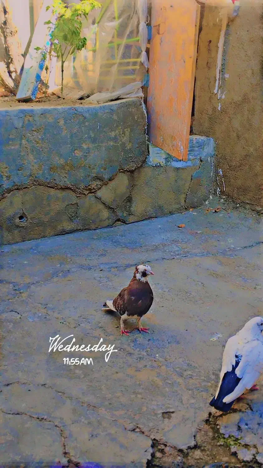 یک کبوتر شازده و یک کات تهرانی|پرنده|کنگاور, |دیوار