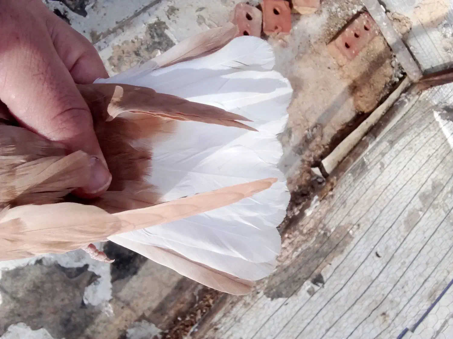 کبوتر زرد|حیوانات|سقز, |دیوار