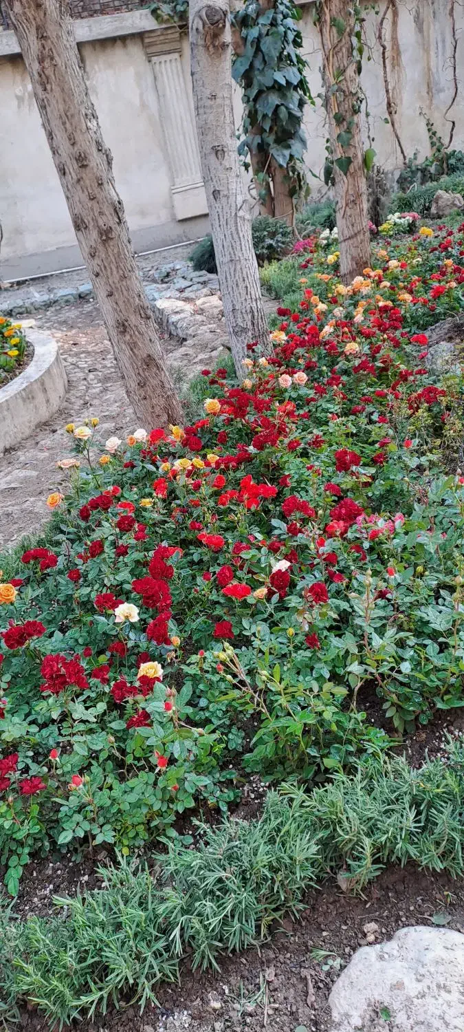 خدمات باغبانی وهرس کاری در سراسر کرج|خدمات باغبانی و درختکاری|کرج, عظیمیه|دیوار