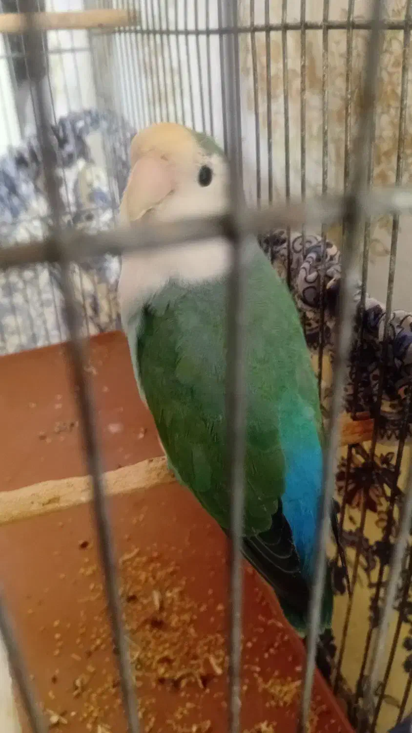 کوتوله نر|پرنده|قم, پامنار|دیوار