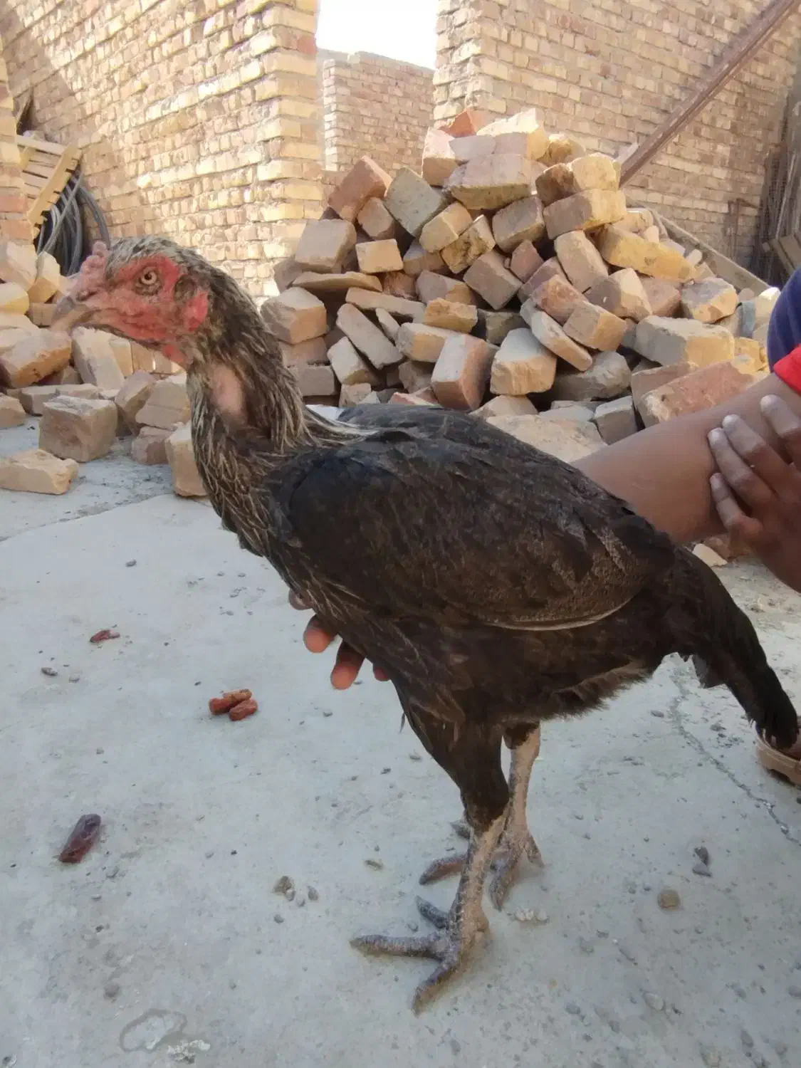 ماکیان لاری معامله ای|حیوانات مزرعه|سراوان, |دیوار