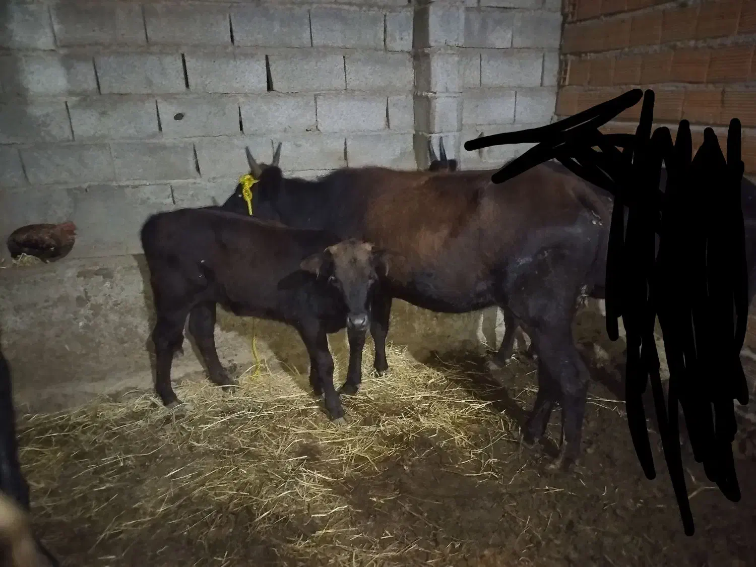 گاو محلی|حیوانات مزرعه|شاهرود, |دیوار