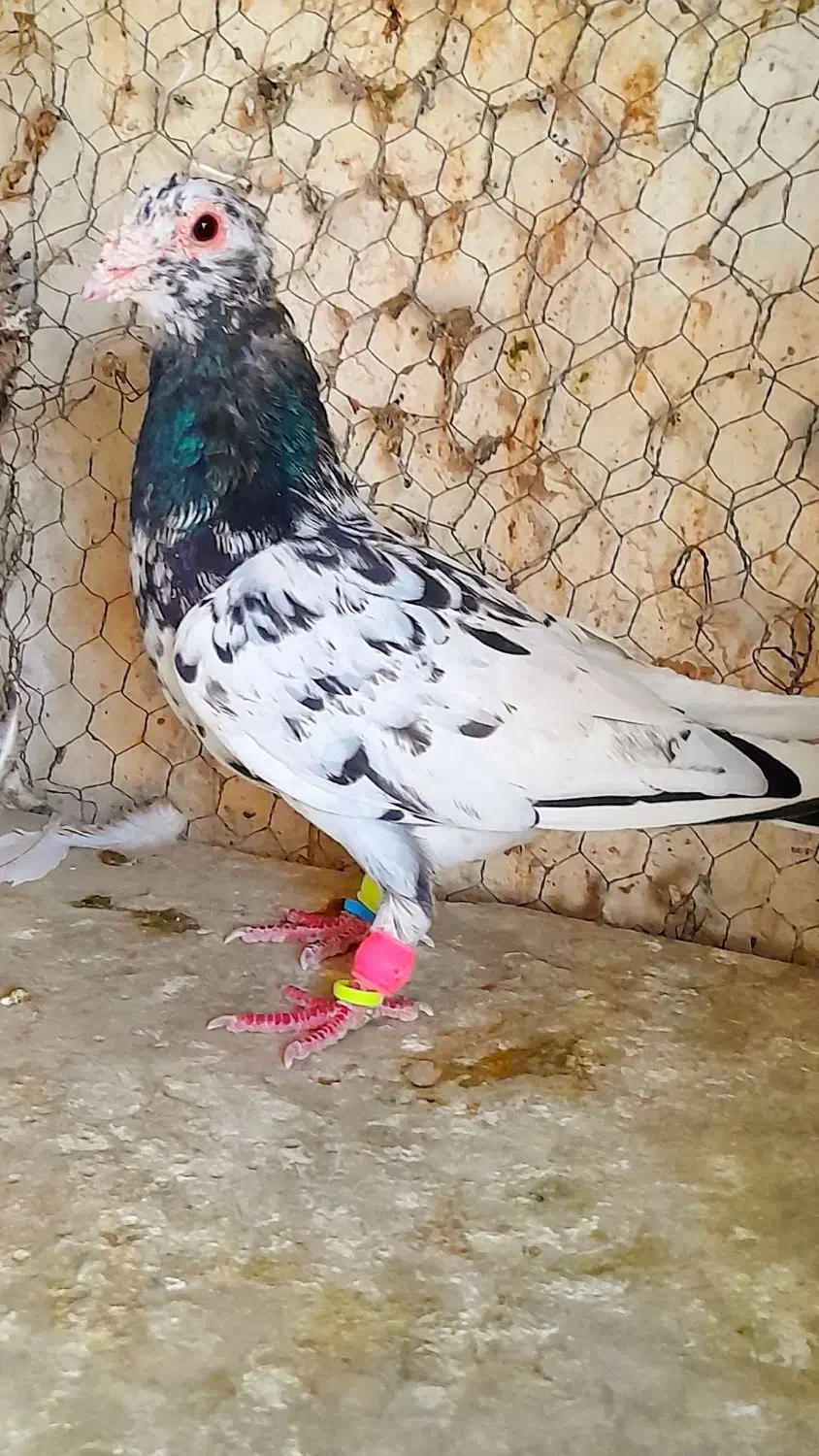 سوسکی زاغ سار پلنگ کرمونی دمسفیدشاخدارساده شیرازی|پرنده|تربتحیدریه, یحیی آباد|دیوار