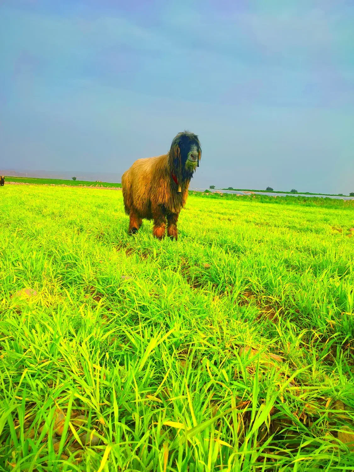 قوچ. کوه قوچ . نرمیش|حیوانات مزرعه|دزفول, |دیوار