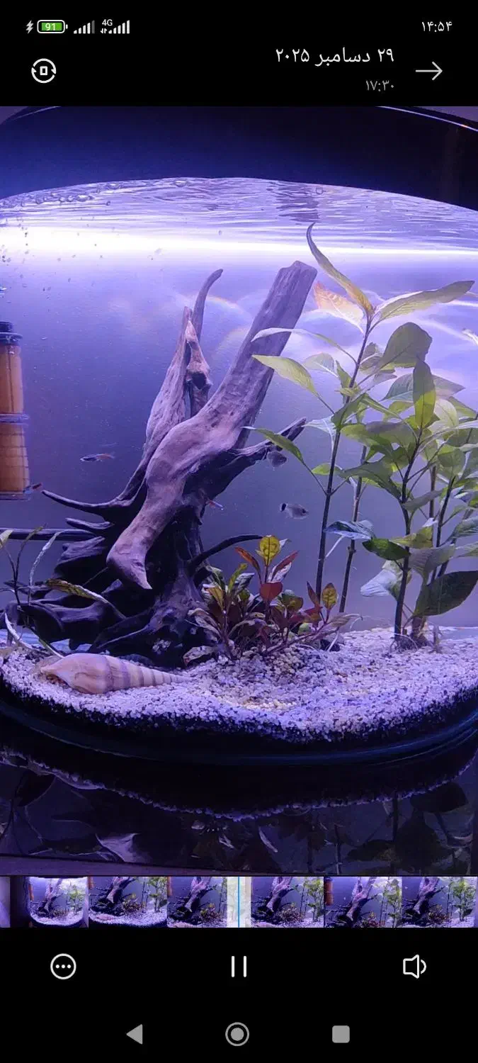 اکواریوم|ماهی|محمدشهر, شهرک پیام (مهرالبرز)|دیوار